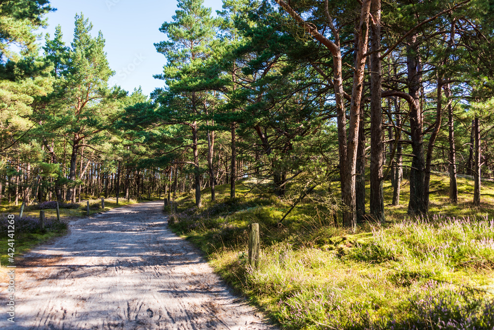Der Pinienwald am Darßer Weststrand gehört zum Naturschutzgebiet Vorpommersche Boddenlandschaft Der Pinienwald am Darßer Weststrand gehört zum Naturschutzgebiet Vorpommersche Boddenlandschaft