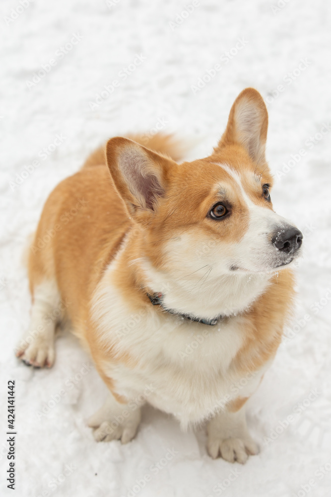 cute welsh corgi plays in snow cute welsh corgi plays in snow