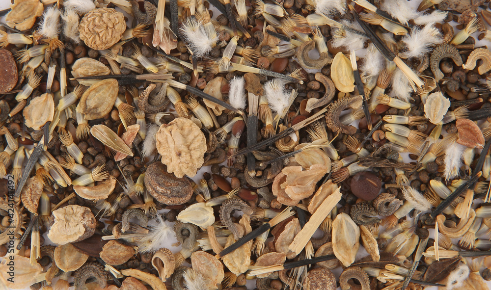 Macro background of various flowers seeds. Texture of dry flowers seeds, top view. Macro background of various flowers seeds. Texture of dry flowers seeds, top view.