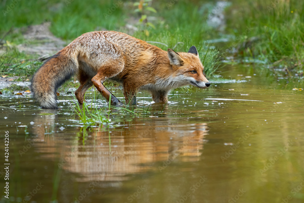 Fototapeta premium Red fox sneaking around in swamp in summertime nature