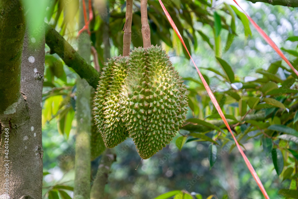 Fresh durian from the tree in the garden Fresh durian from the tree in the garden