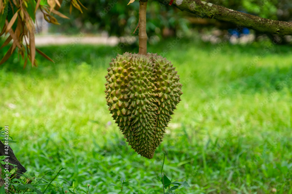 Fresh durian from the tree in the garden Fresh durian from the tree in the garden