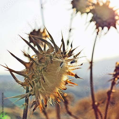 Cardo. Crete Senesi. Siena