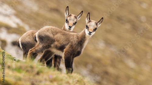 Two young tatra chamois kids looking to the camera on a meadow in spring photo