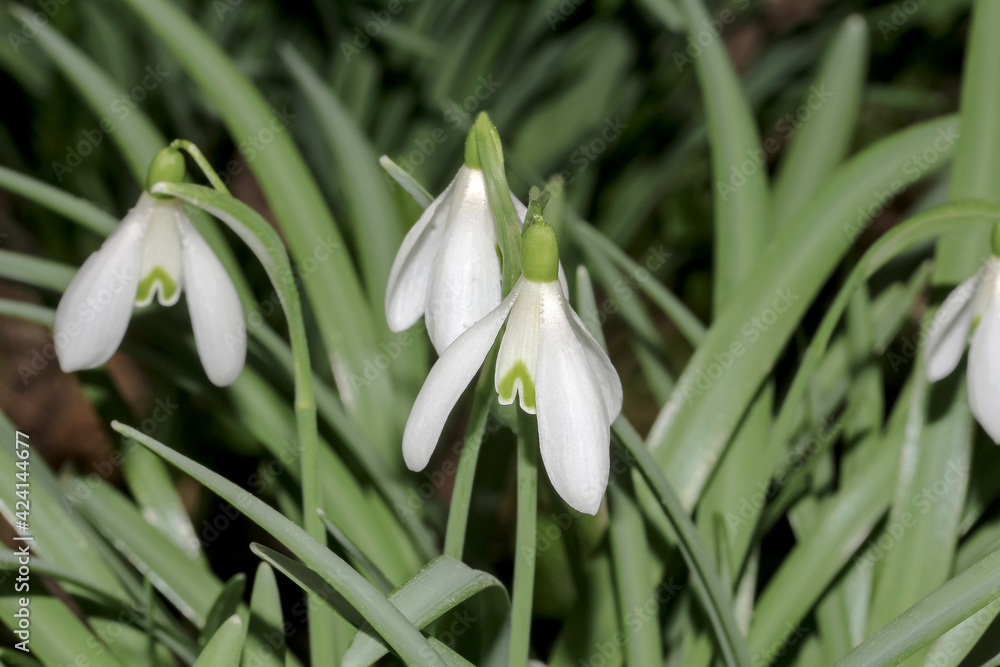 Fototapeta premium Wildwachsende Schneeglöckchen, Galanthus nivalis