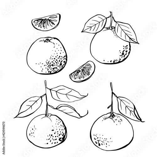 Citrus. Black line drawn on a white background. Color vector drawing of fruits. Kaffir lime, pomelo, grapefruit, orange, mandarin