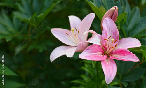 Background with pink lily flowers. Flowers composition. Copyspace for text. Focus on flowers
