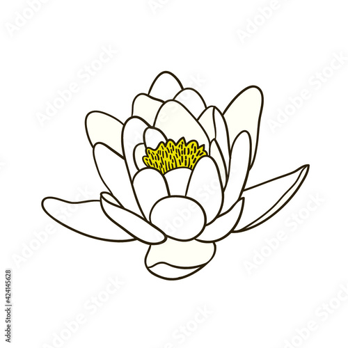 white lotus flower