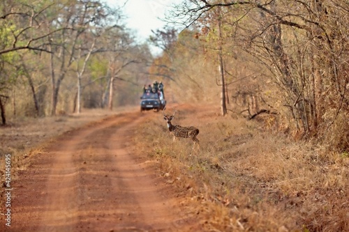 Spotted deer in Tadoba National Park