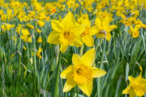Many yellow narcissuses are blooming in the spring. Field with yellow flowers