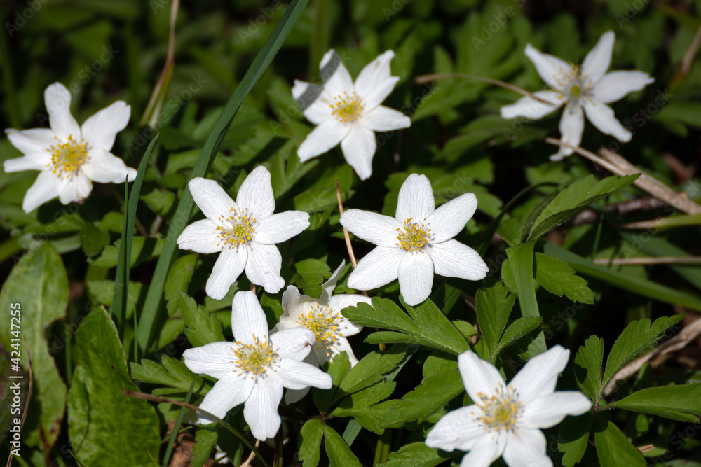 Ornithogalum Umbellatum (Star of Bethlehem) flowering in the East Sussex countryside Ornithogalum Umbellatum (Star of Bethlehem) flowering in the East Sussex countryside