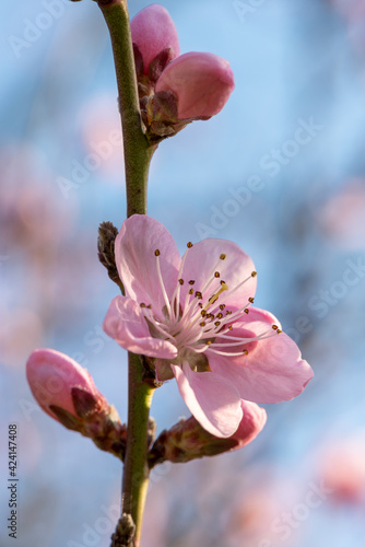 Blüten des Weinbergspfirsisch photo