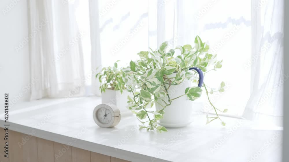 出窓に置かれた観葉植物 カーテンを揺らす風 爽やかな住宅 出窓に置かれた観葉植物 カーテンを揺らす風 爽やかな住宅