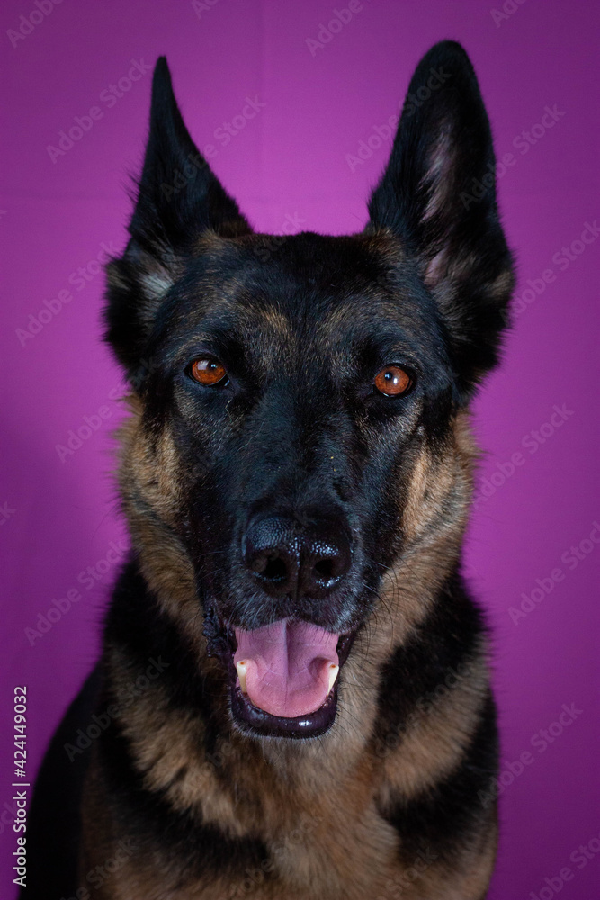 Retrato de estudio de perro, mascota con fondo lila. Concepto retrato de mascotas