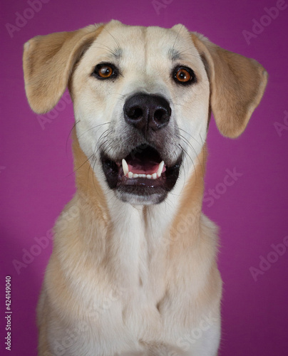 Retrato de estudio de perro, mascota con fondo lila. Concepto retrato de mascotas
