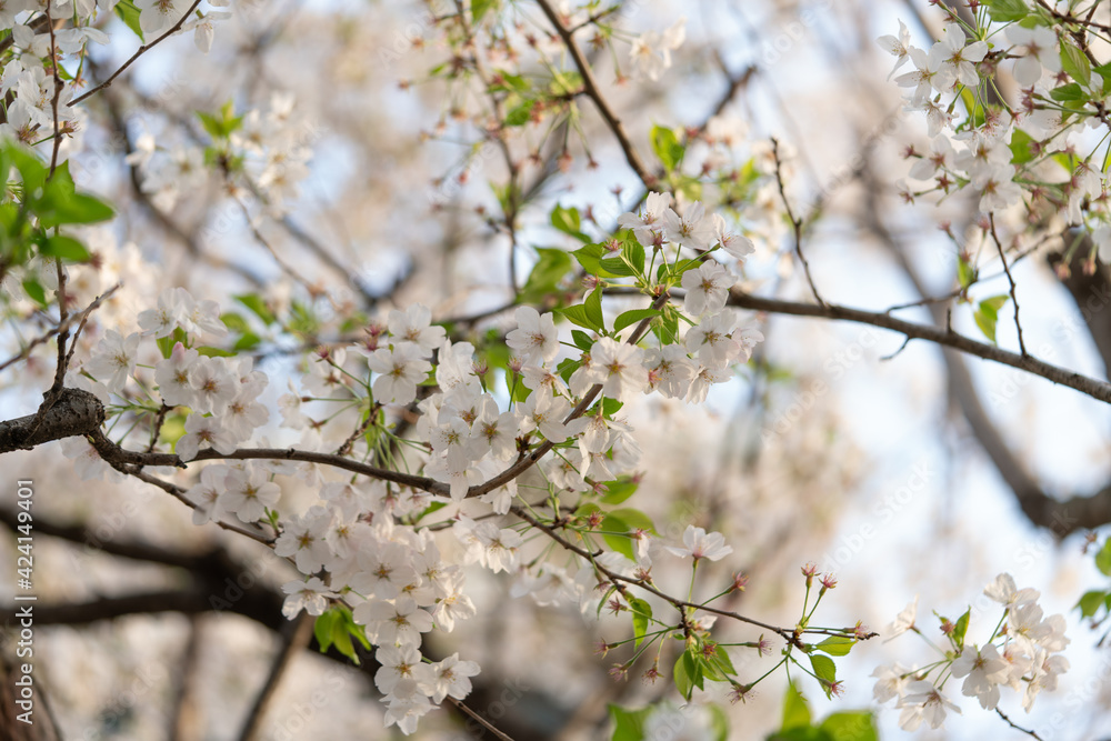 学校中の桜 学校中の桜