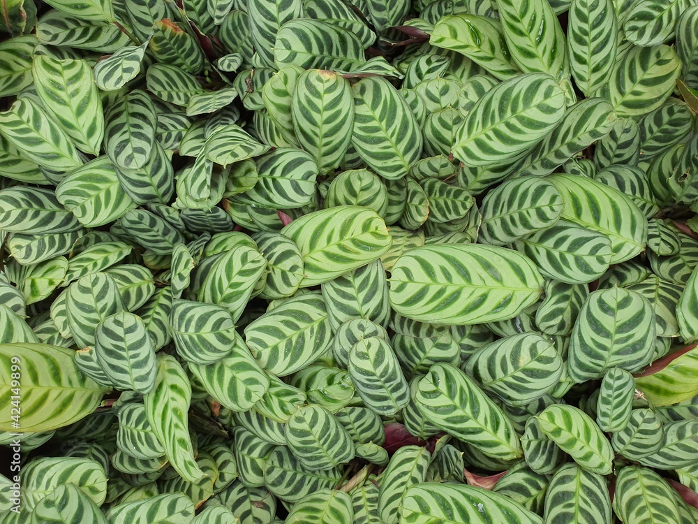 wallpaper Calathea trees have a wide variety of foliage as ornamental plants that help beautify your garden.	