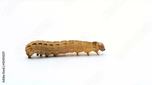 Close up of a Large Yellow Underwing moth caterpillar. Scientific name Noctua pronuba. Caterpiller is isolated on a white background. Could be used for identification.  photo