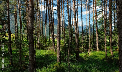 Beautiful alpine landscape with green meadows  alpine cottages and mountain peaks  Lechtal  Lech  Austria