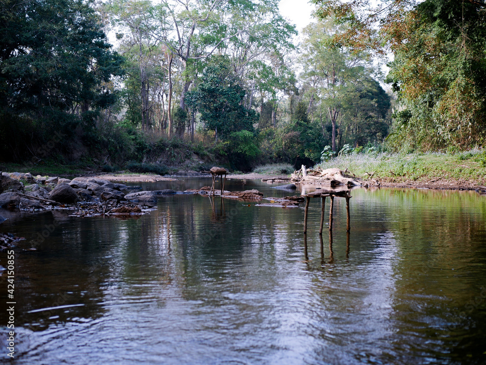 Fototapeta premium Forest River