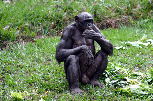 Portrait of a sitting male bonobo
