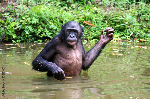 male bonobo standing in the water