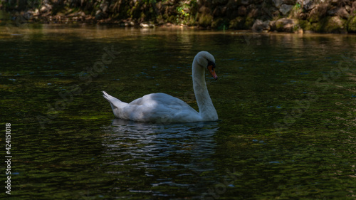 swan on the lake