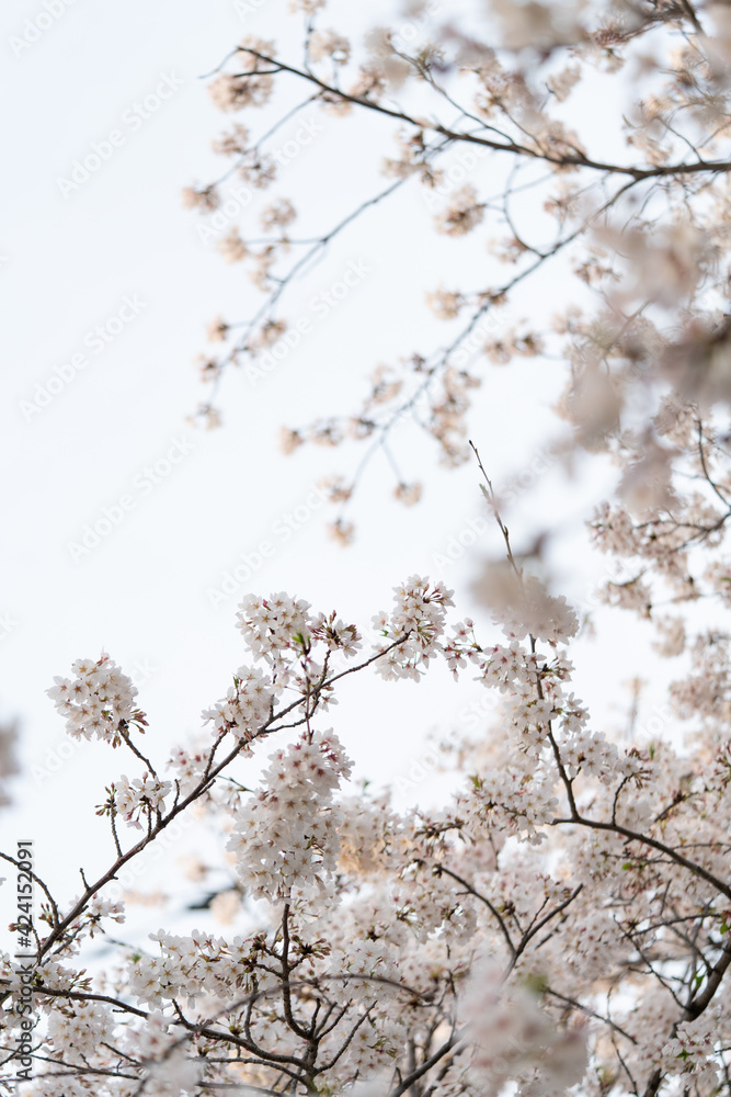 桜、 sakura,