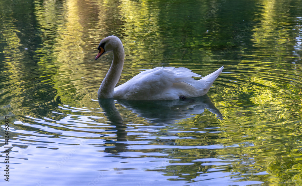 Fototapeta premium swan