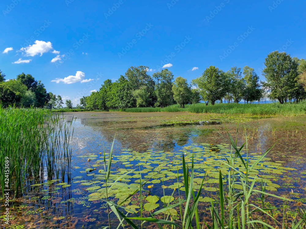Fototapeta premium small pond and picnic resort in nature