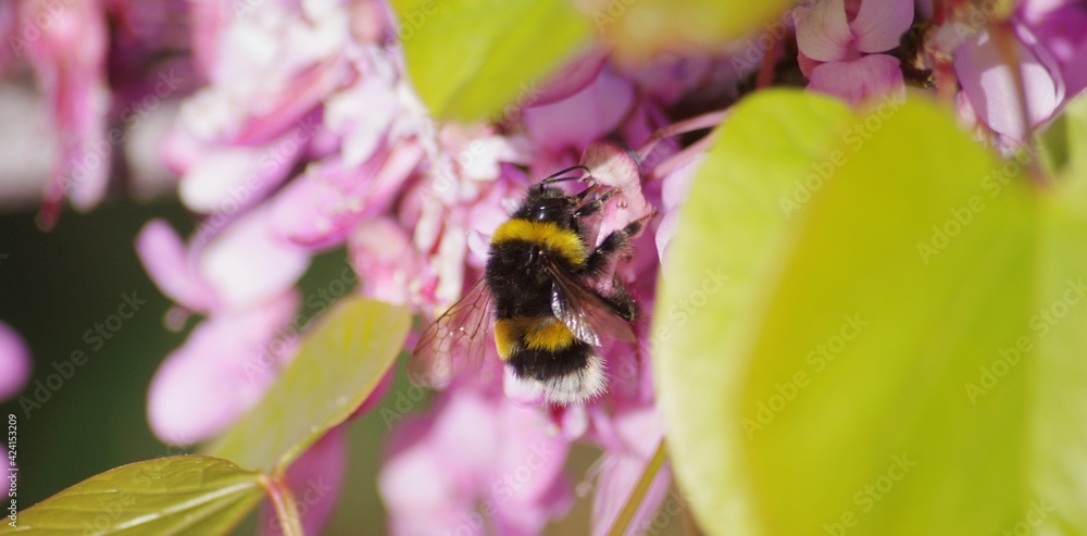 Fototapeta premium Bourdon et arbre de judée