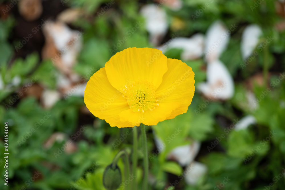 Fototapeta premium Corn Poppy Flowers Papaver rhoeas in Spring