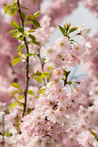 Japanese cherry tre blossoms in spring