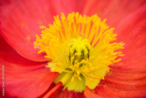 red flower close-up  abstract background.corn poppy