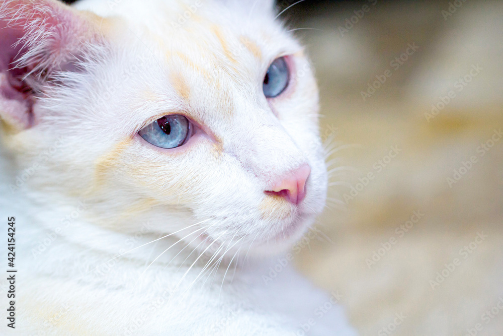 portrait of a cat focused at eye. portrait of a cat focused at eye.