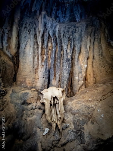 Fototapeta Skull inside the cave under the stalactite wall