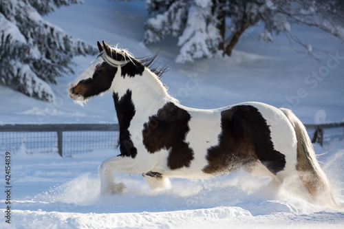 Gescheckte Tinker Stute im Schnee, Österreich