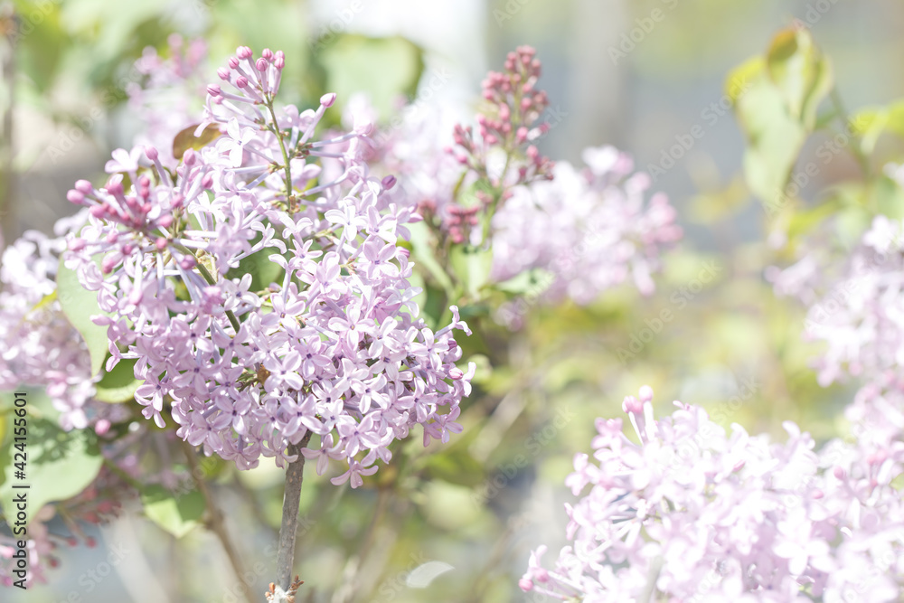 Fototapeta premium lilac flowers on a branch