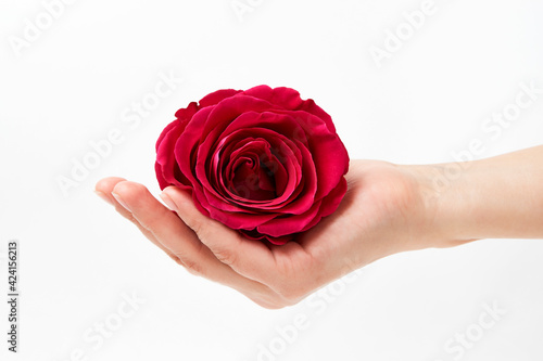 Hand with pink rose on white background with copy space