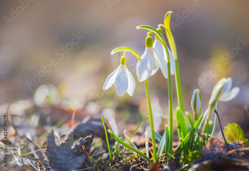 Snowdrops - spring white flowers with bright shiny sun