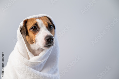 Portrait of a cute dog Jack Russell Terrier wrapped in a white terry towel on a white background