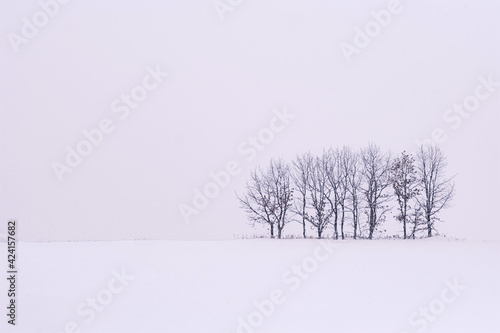 北海道・中標津町 雪原と木 photo