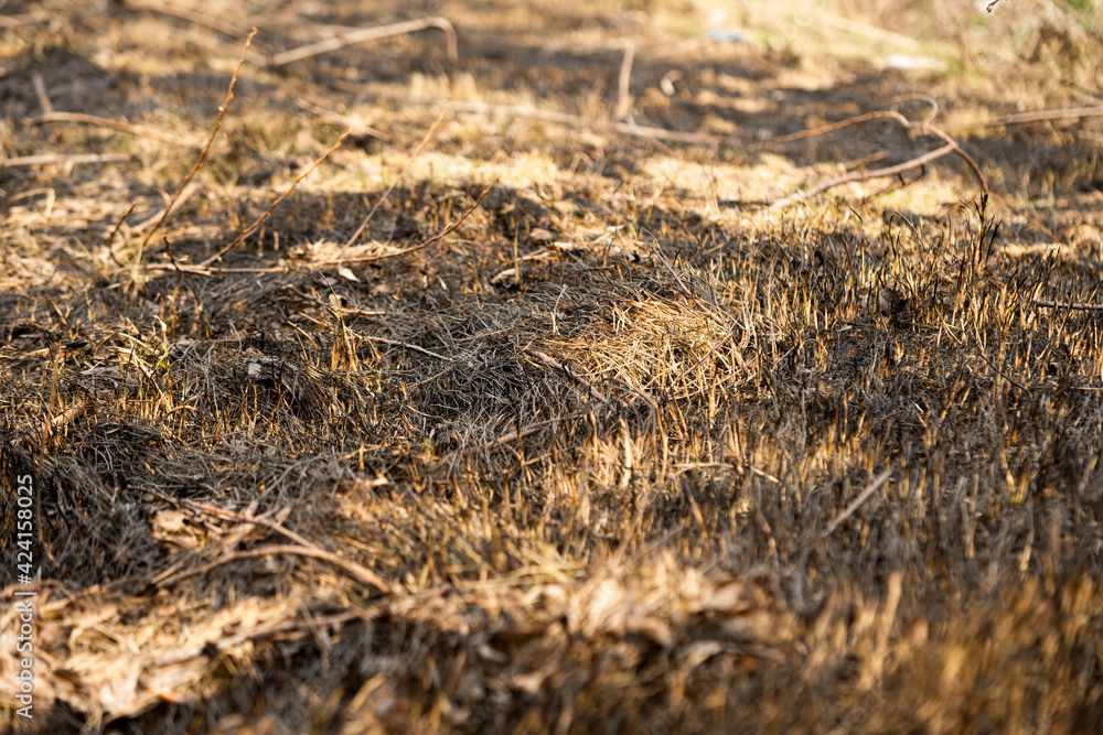 Fototapeta premium dry grass after a fire in spring