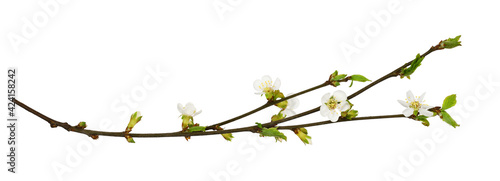 Spring cherry twigs with small flowers and green leaves