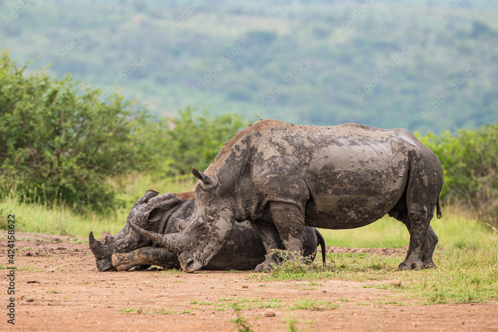 Fototapeta premium Southern White Rhino mother and calf resting near a waterhole