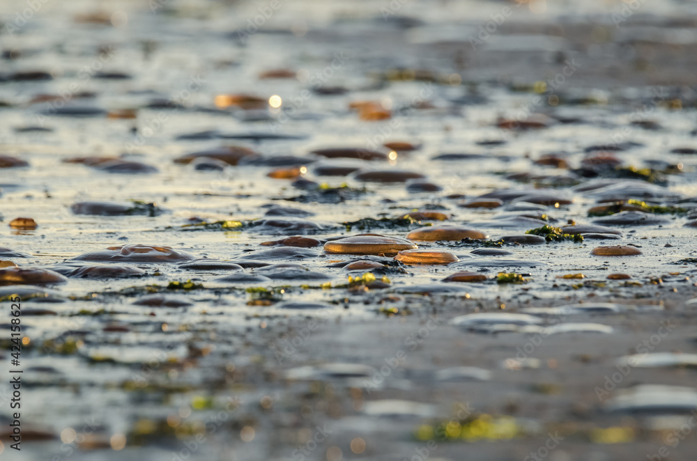 JELLYFISH ON THE SEASHORE - Sea creatures on the beach JELLYFISH ON THE SEASHORE - Sea creatures on the beach