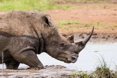 Southern White Rhino using mud to keep cool and offer protection against biting insects