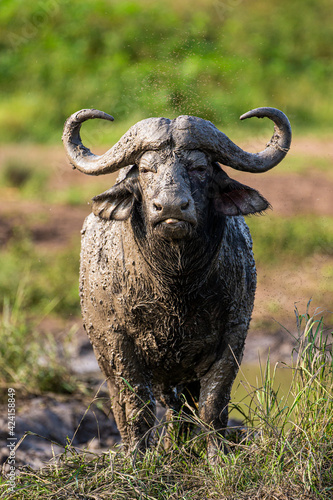 Fototapeta Naklejka Na Ścianę i Meble -  African buffalo using mud to keep cool and offer protection against biting insects