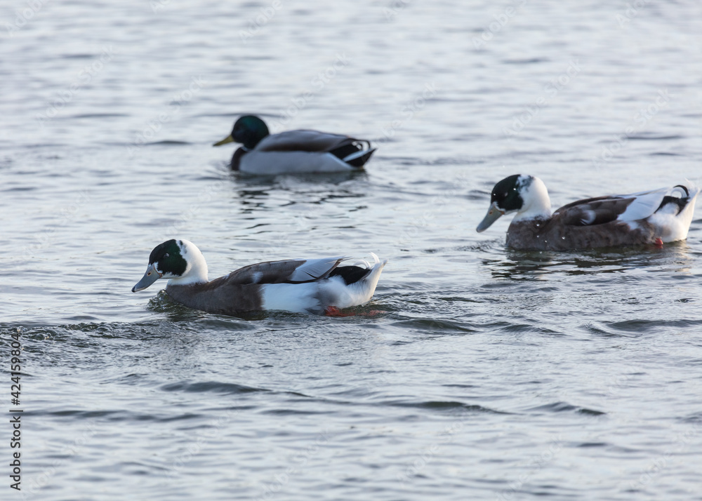 Fototapeta premium Half Breed ducks, half Mallard, swimming on a pond.