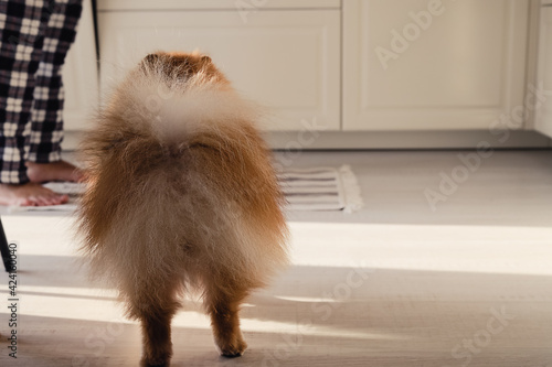 A spitz pomeranian dog seen from behind waiting for a man to give him a treat in a white modern scandinavian kitchen. Healthy pet food concept.